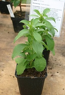 stevia_311